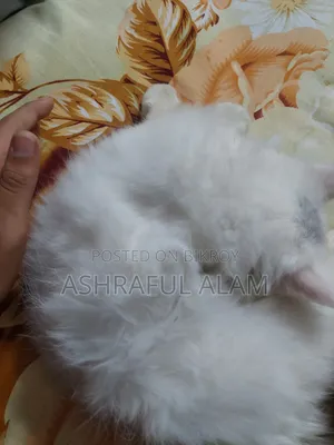 1-3 Months Male Purebred Persian Cat