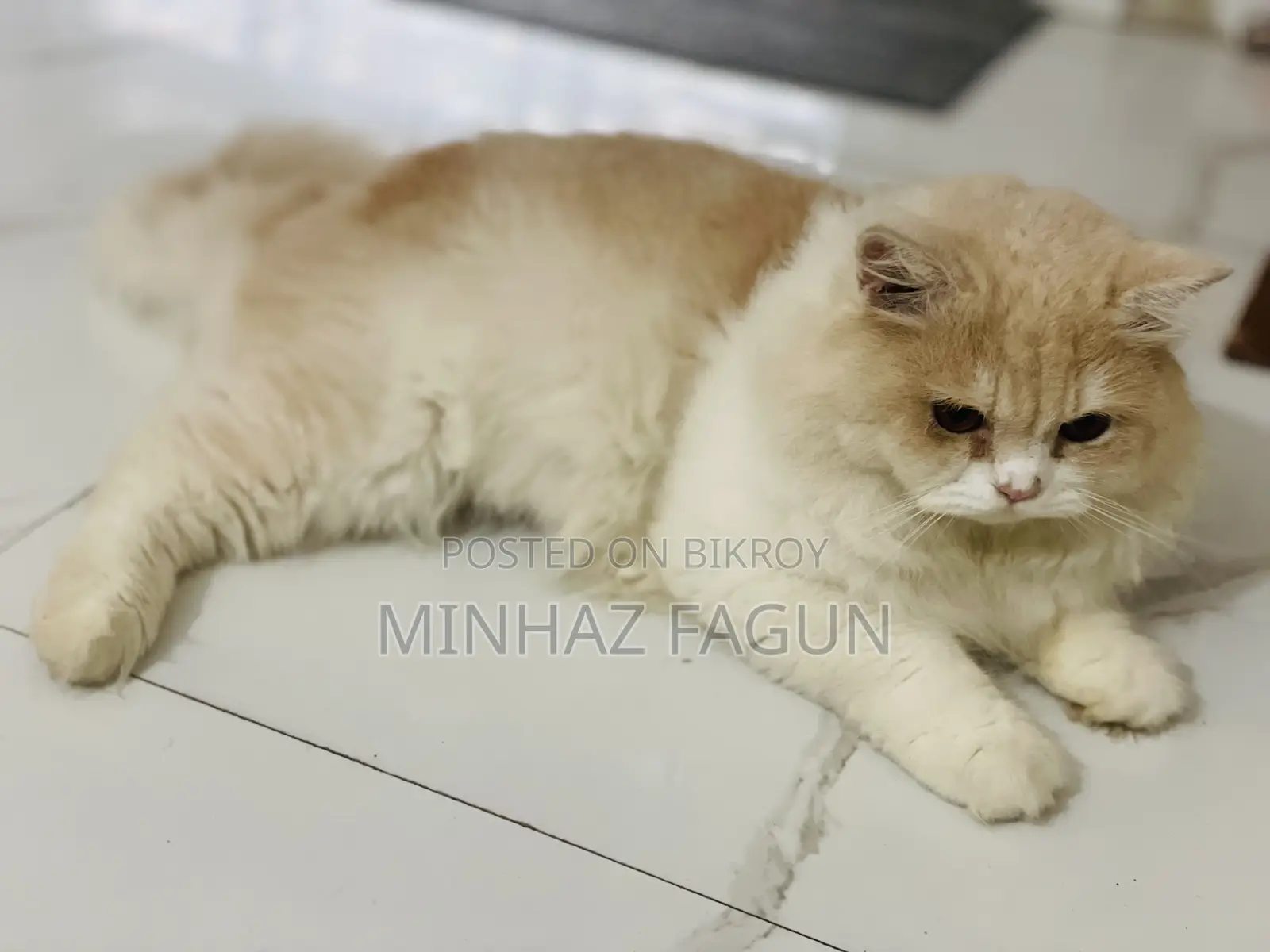 1+ Year Male Purebred Persian Cat
