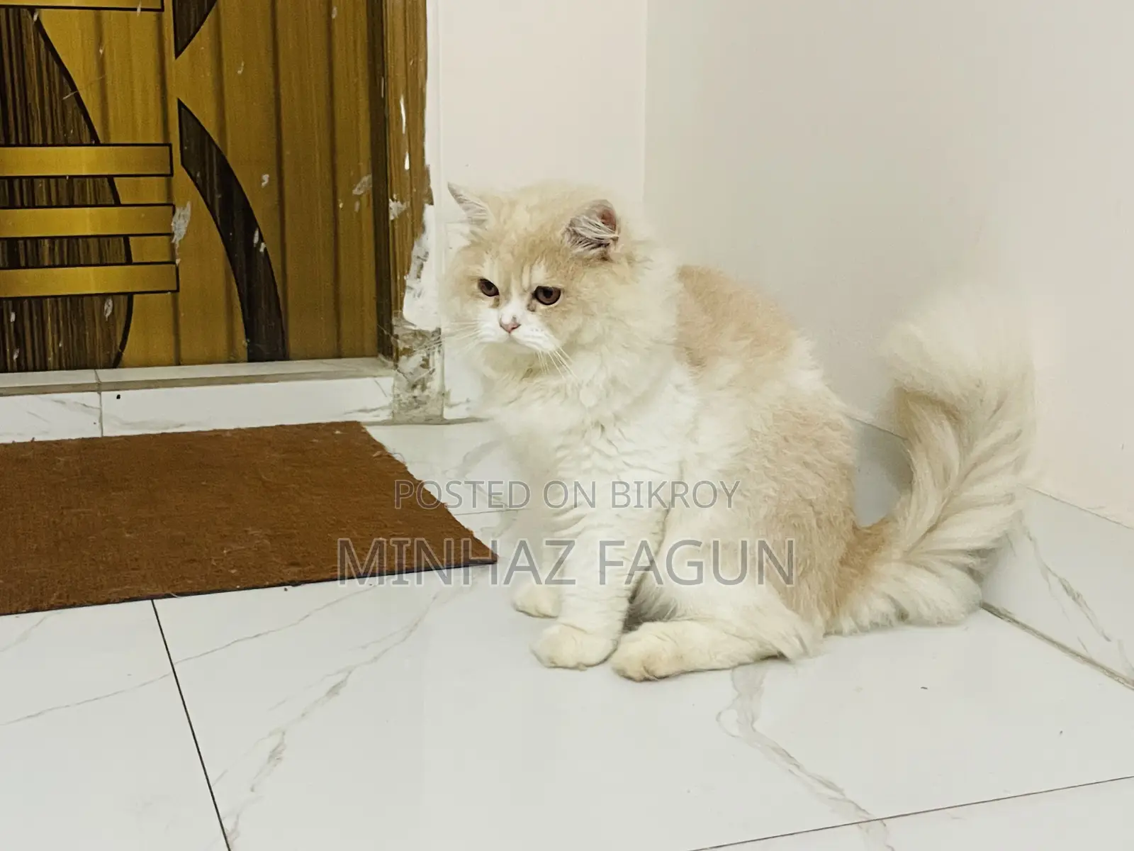 1+ Year Male Purebred Persian Cat