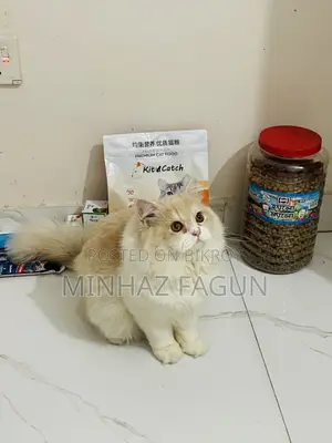 1+ Year Male Purebred Persian Cat