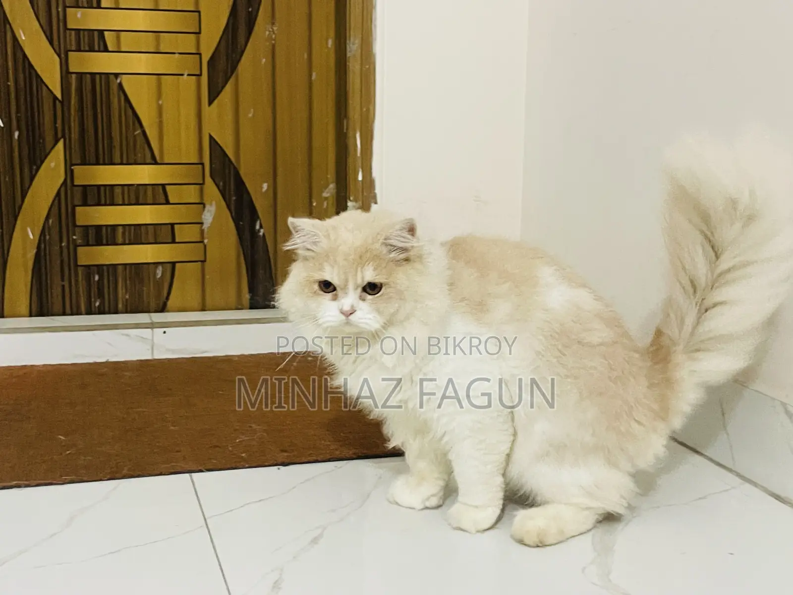 1+ Year Male Purebred Persian Cat