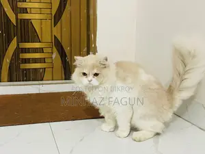 1+ Year Male Purebred Persian Cat