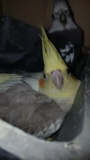 Adult Cockatiel