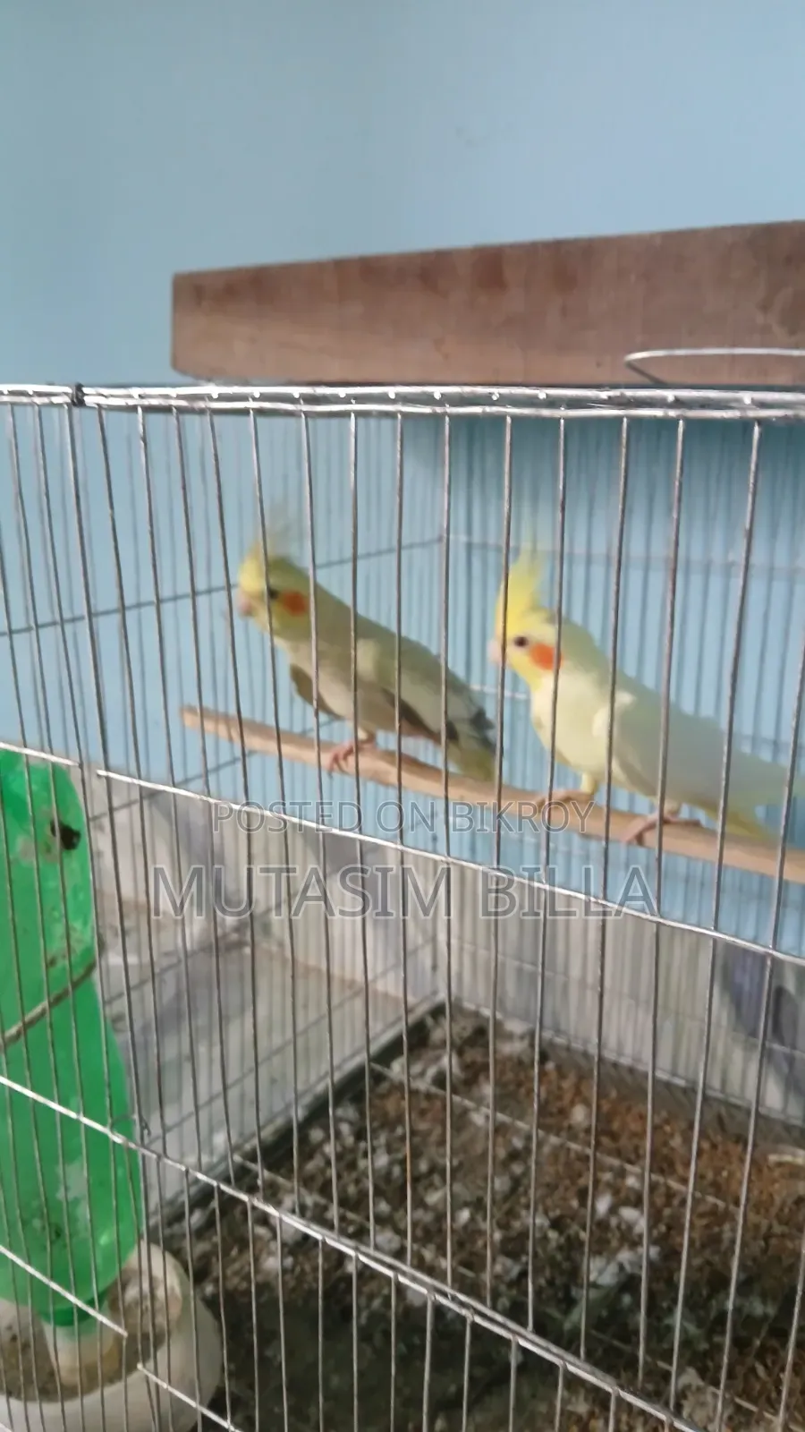 Adult Cockatiel