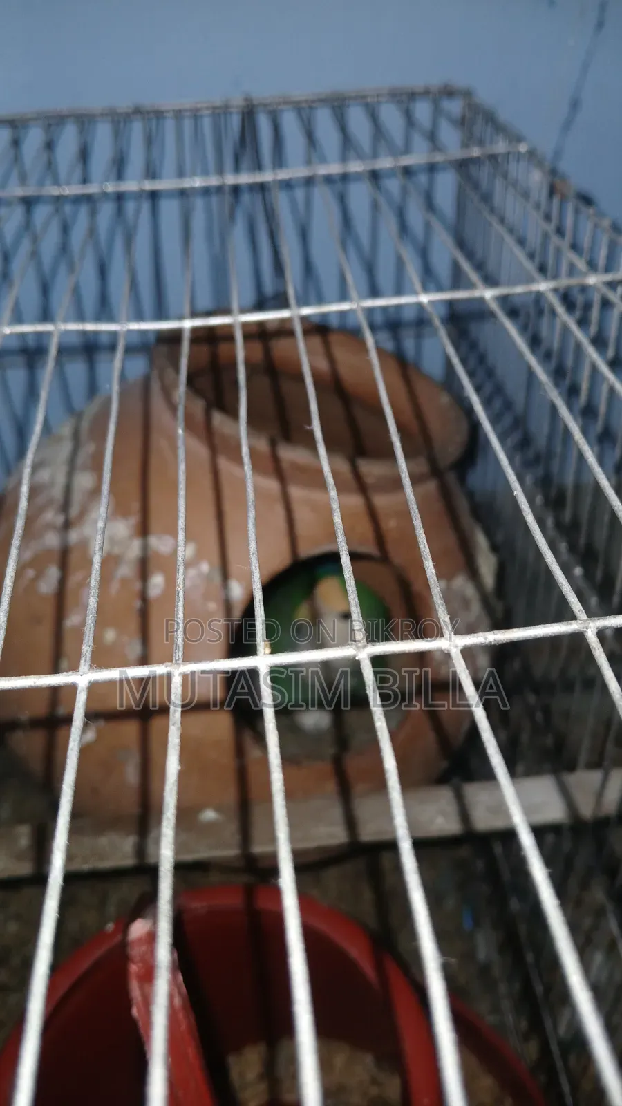 Adult Cockatiel