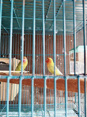 মাশাআল্লাহ বিগ সাইজের এক জোড়া রানিং লাভ বার্ড পাখি আছে