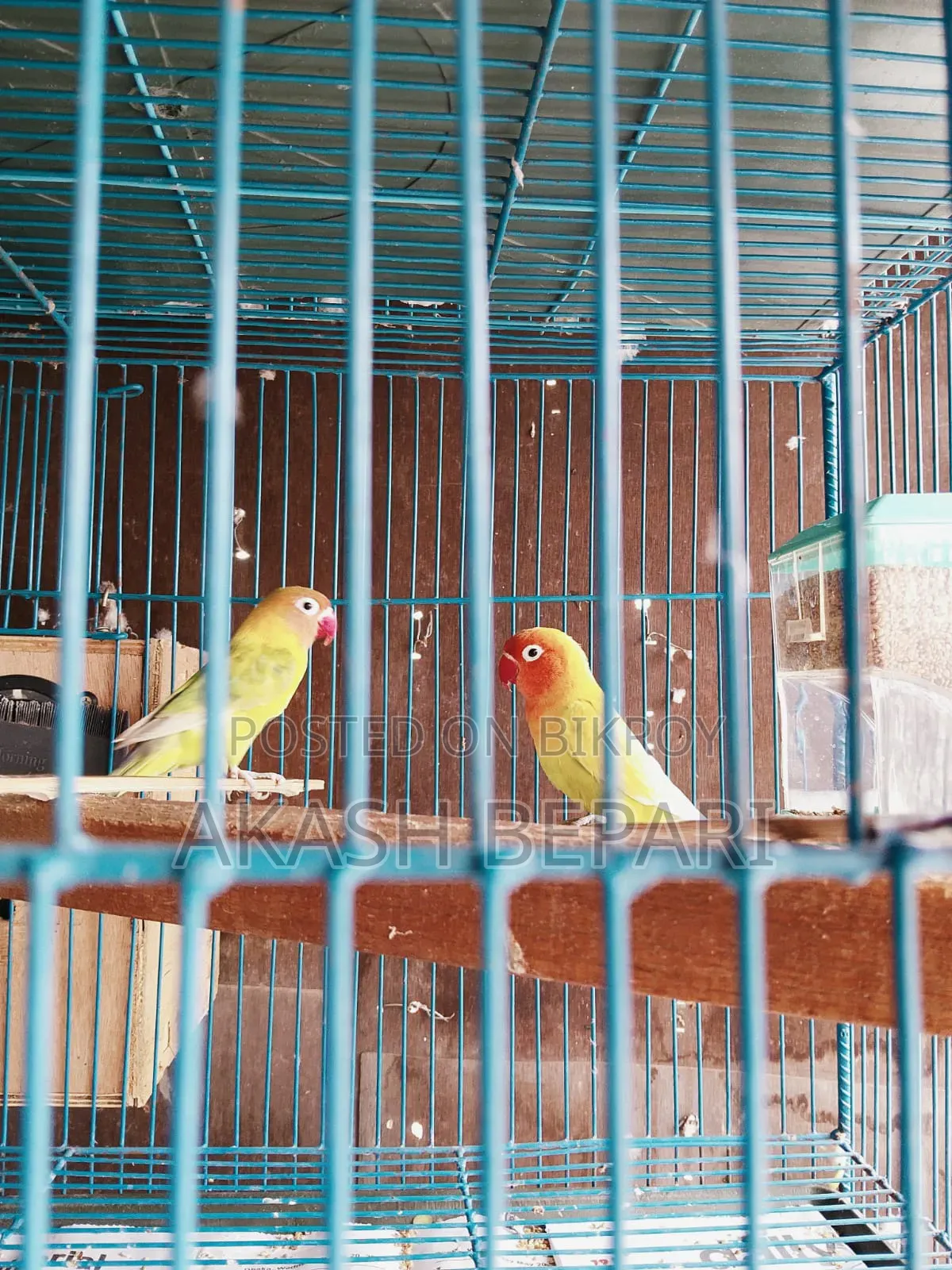 মাশাআল্লাহ বিগ সাইজের এক জোড়া রানিং লাভ বার্ড পাখি আছে