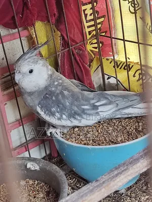 কোকাটেল মেল পাখি