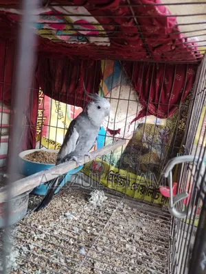 কোকাটেল মেল পাখি