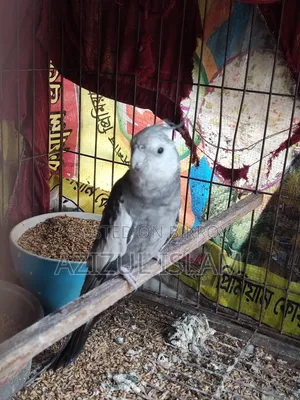 কোকাটেল মেল পাখি