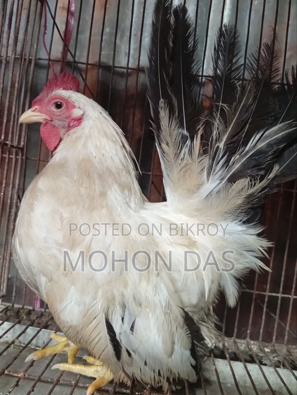 জাপানিজ ব্যান্থাম  Male