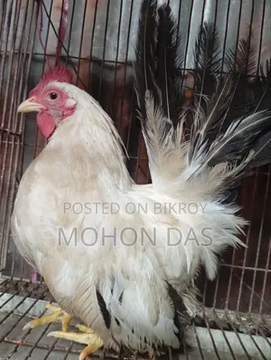 জাপানিজ ব্যান্থাম  Male