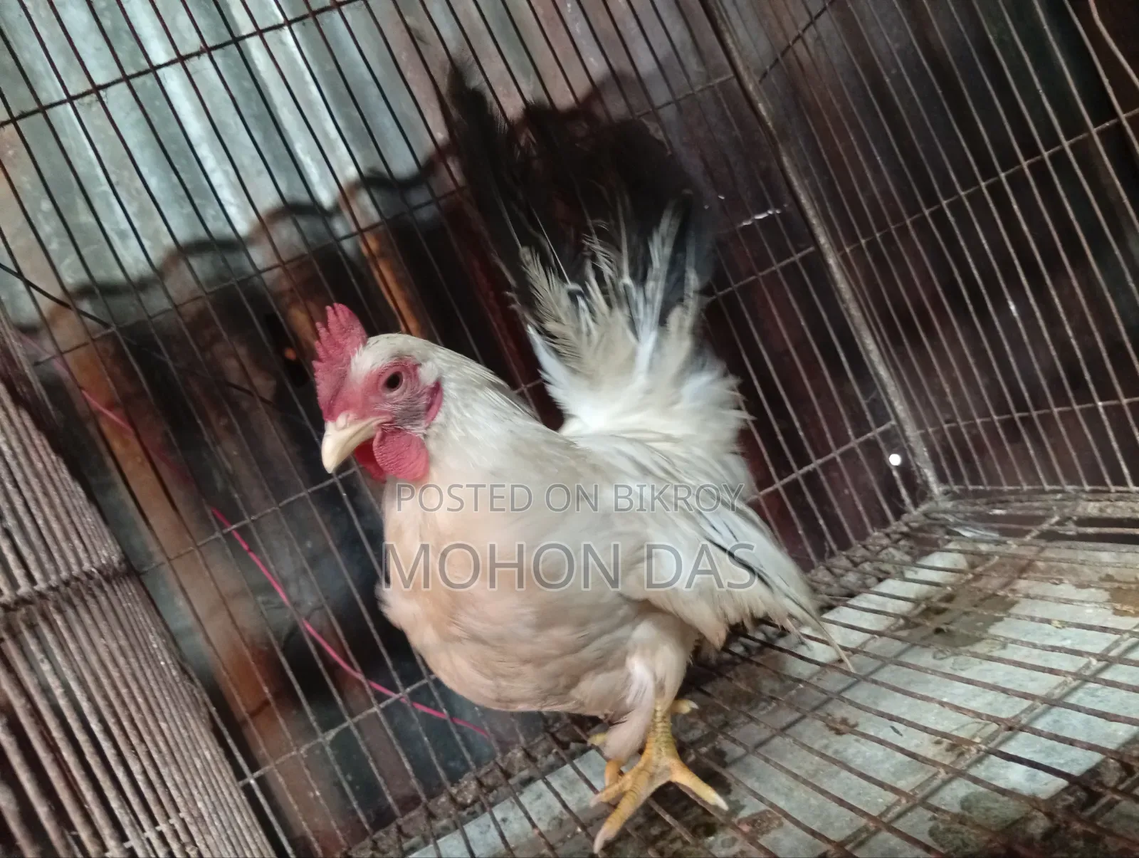 জাপানিজ ব্যান্থাম  Male