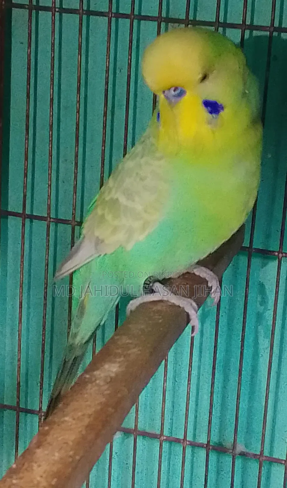 English Male