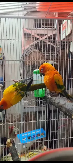 Suncomire Breeding Pair