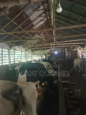 Cattle Farm
