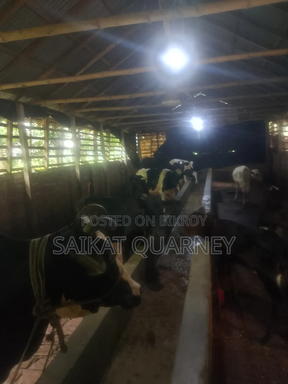 Cattle Farm