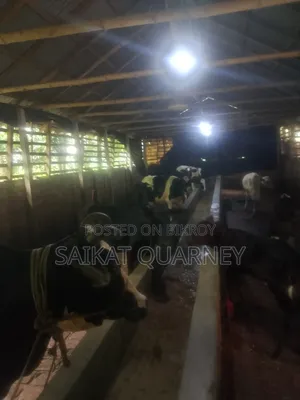 Cattle Farm