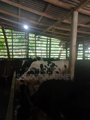 Cattle Farm