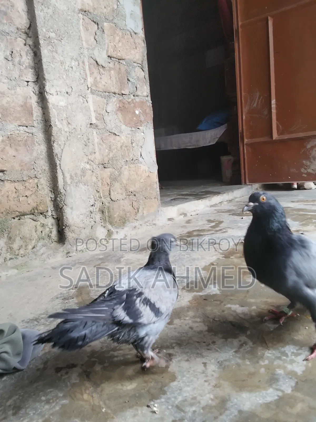 সব জি কবুতর