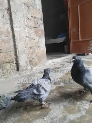 সব জি কবুতর