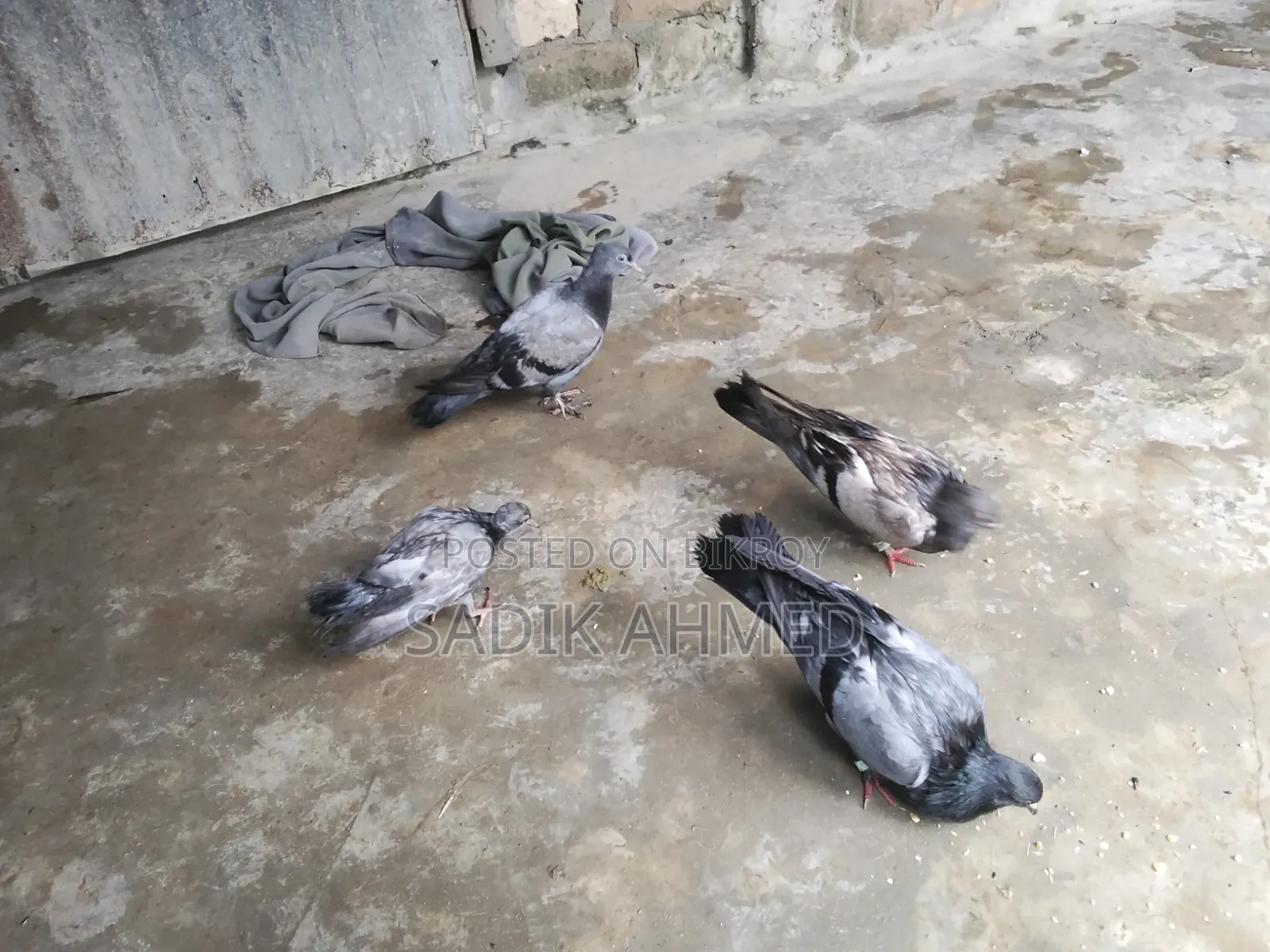 সব জি কবুতর