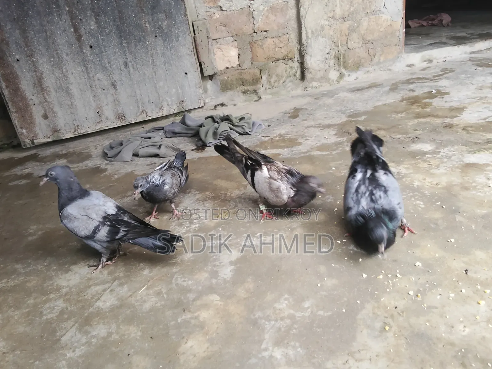 সব জি কবুতর