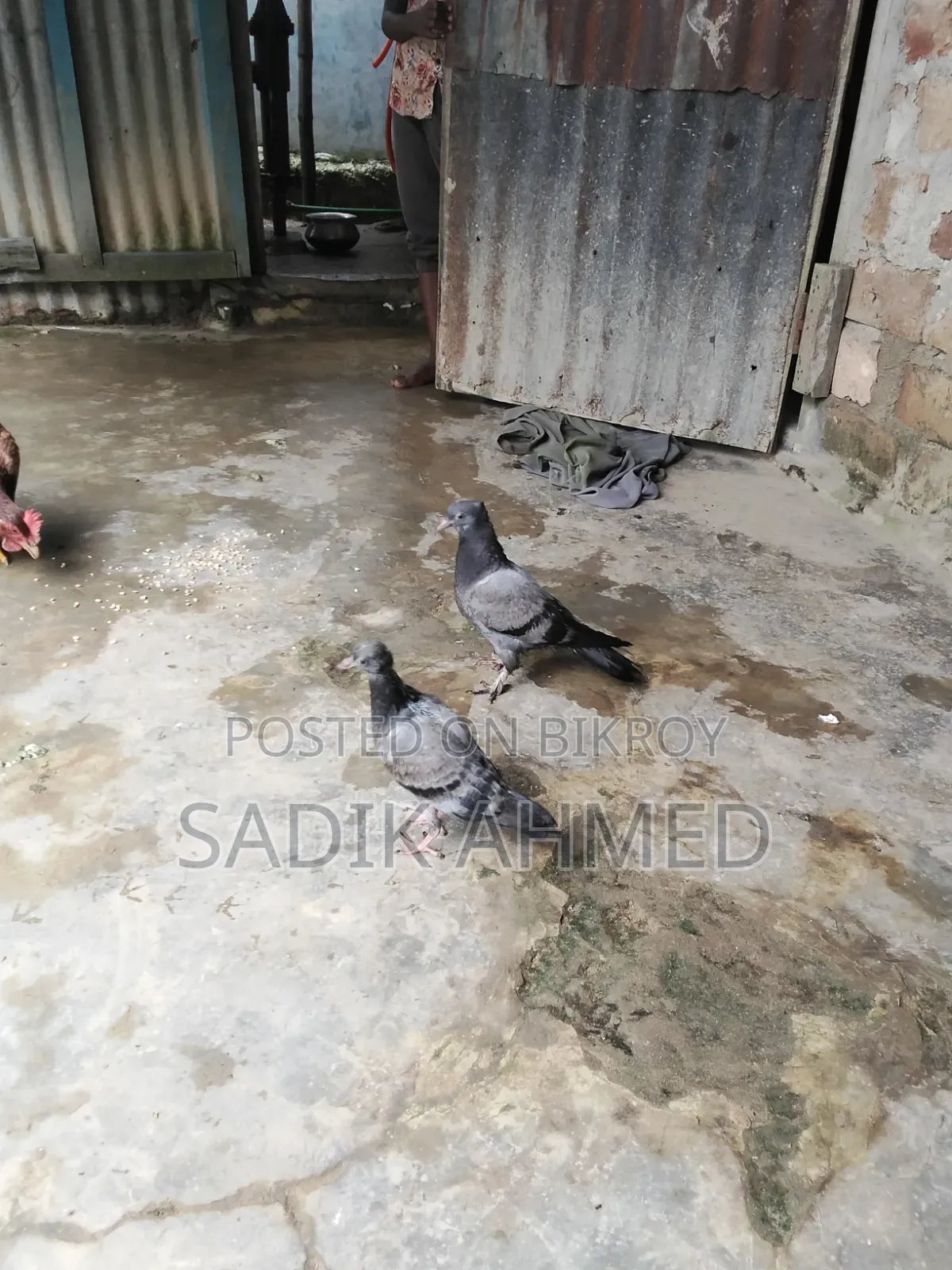 সব জি কবুতর