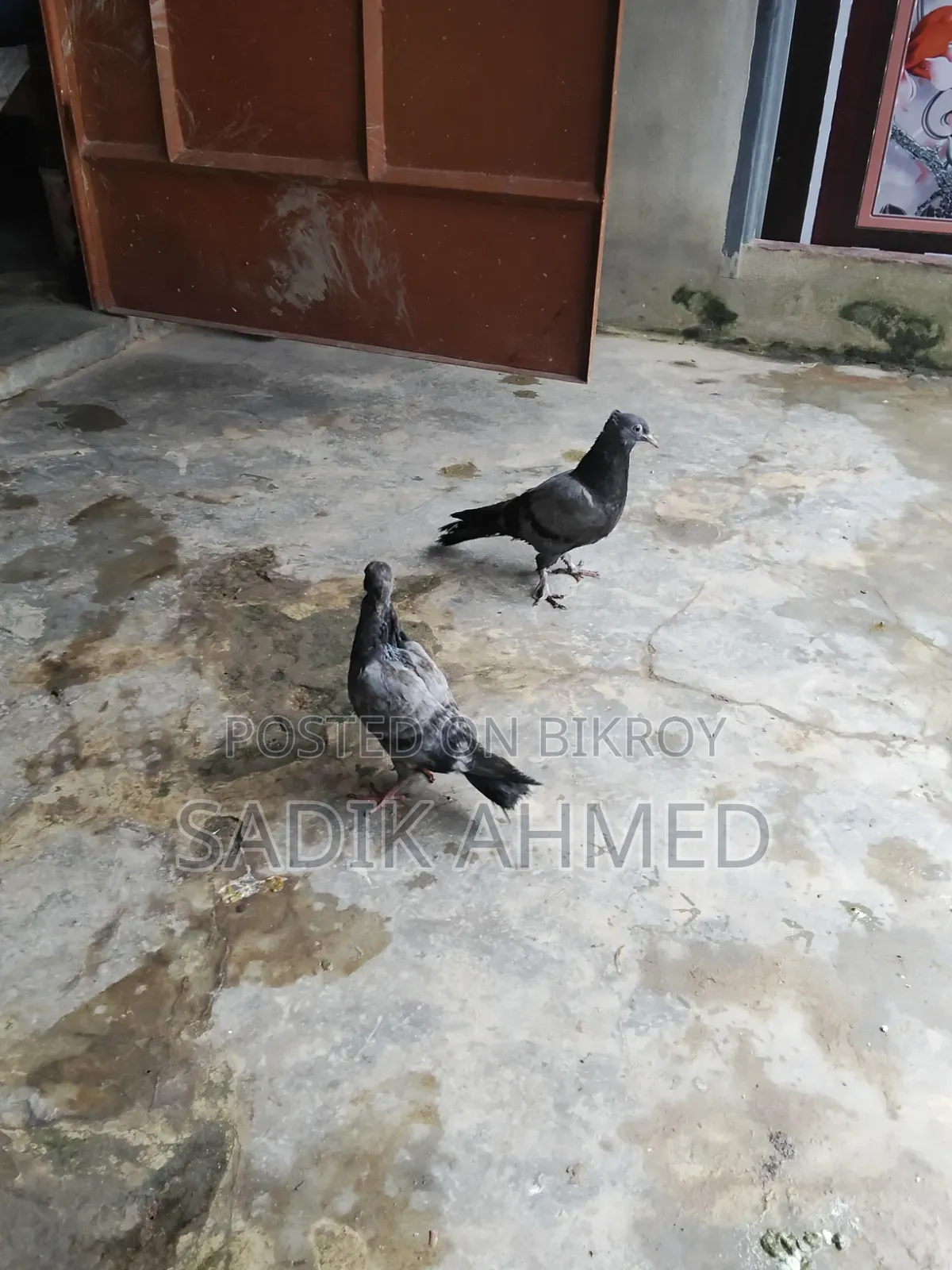 সব জি কবুতর