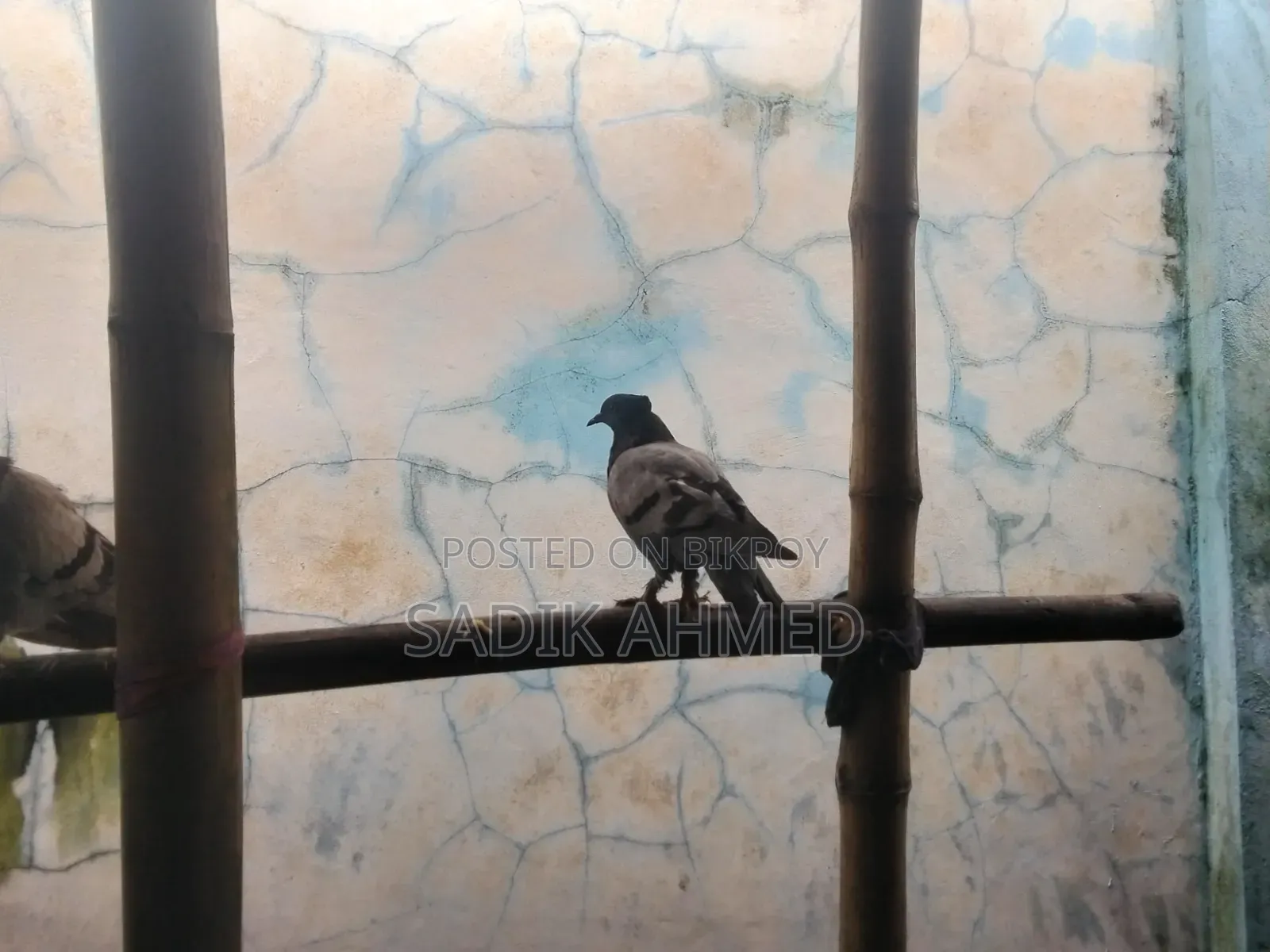 সব জি কবুতর