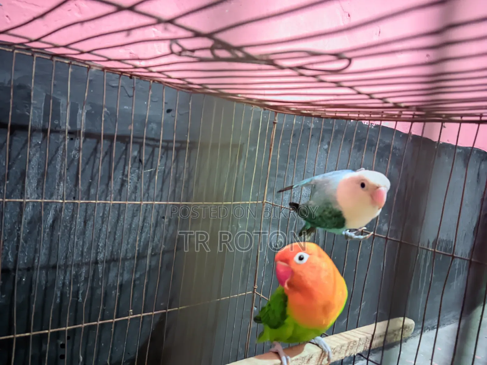 Running Master Pair Lovebird Bird