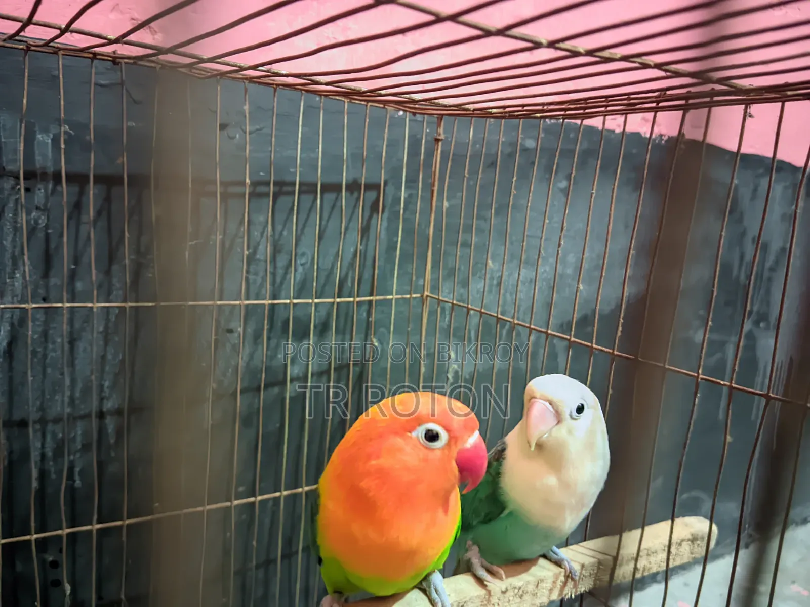 Running Master Pair Lovebird Bird
