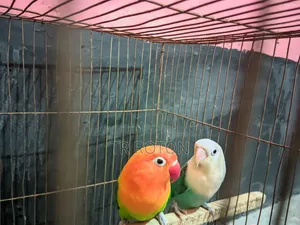 Running Master Pair Lovebird Bird