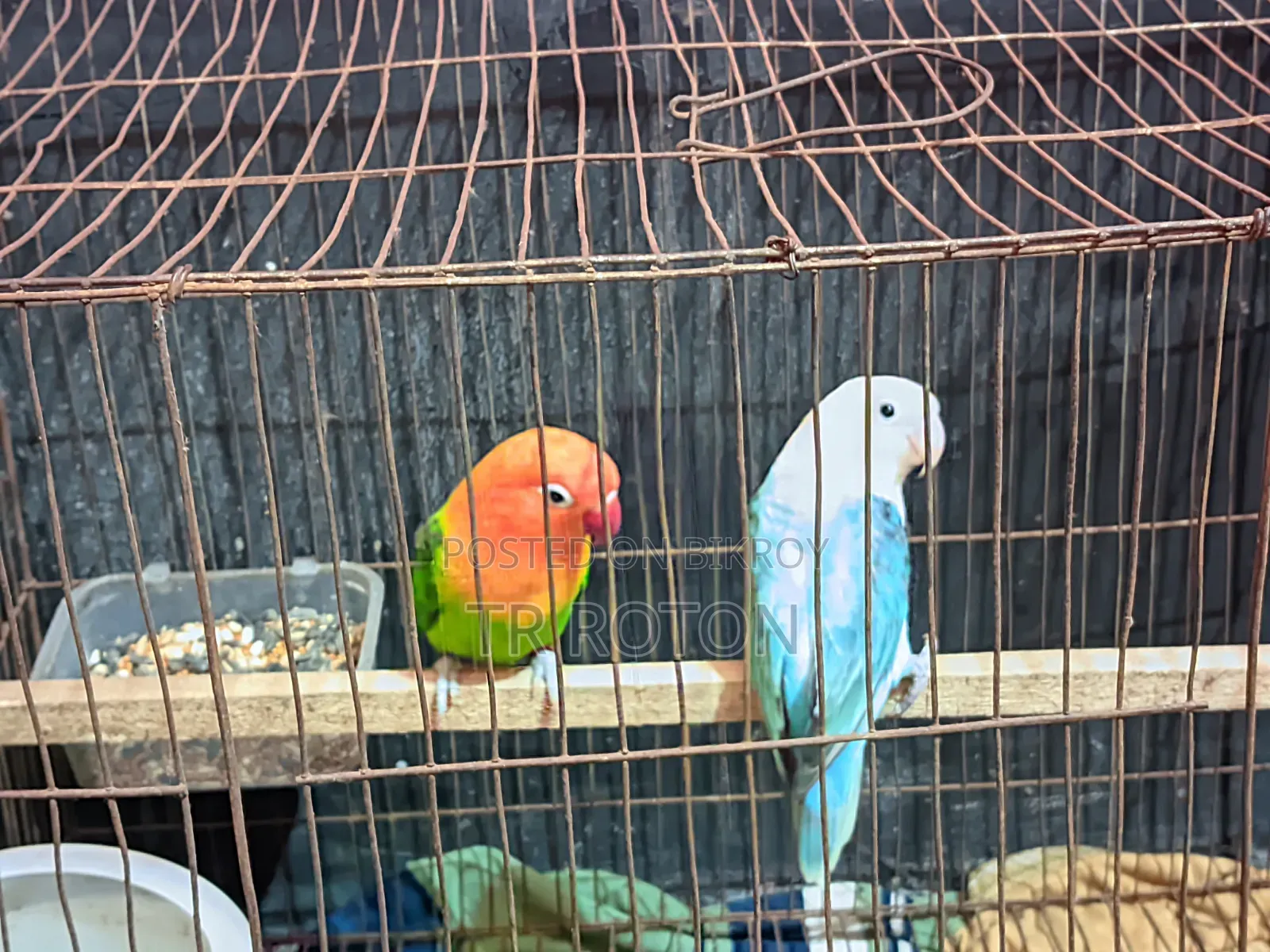 Running Master Pair Lovebird Bird