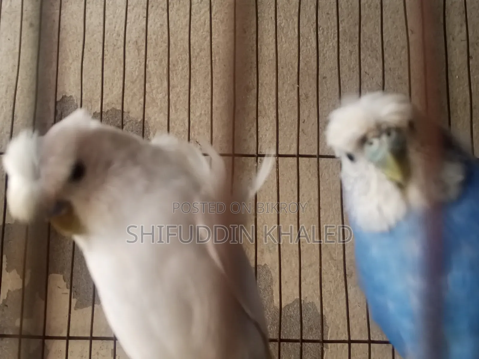 Sell Post Jp Budgetigar Male DF With Breeding History