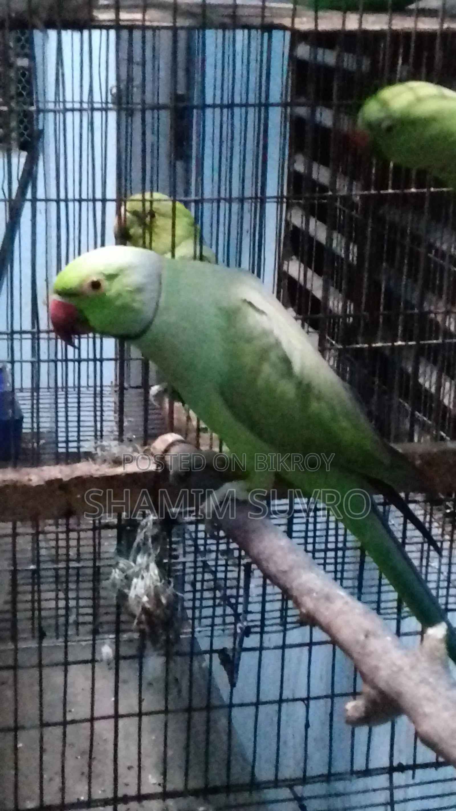 ইন্ডিয়ান রিং নেক তোতা পাখি বিক্রয়ের জন্য