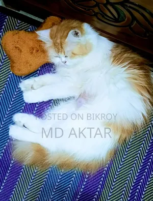 1+ Year Female Purebred Persian Cat