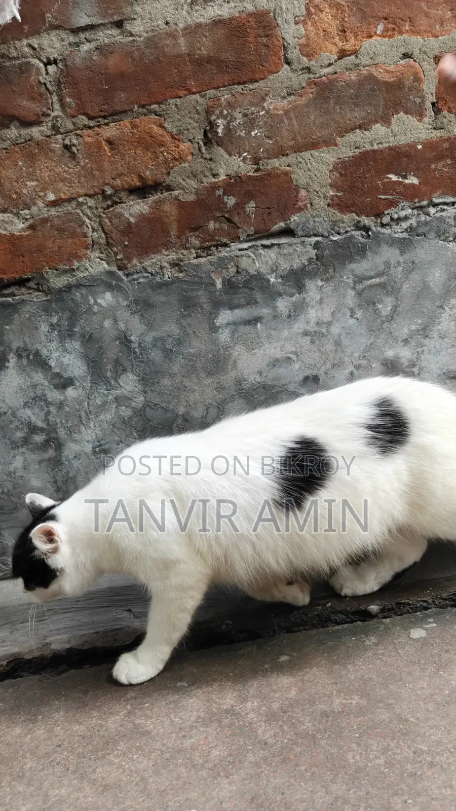 ১+ বছরের নারী মিক্সড ব্রিড পার্সিয়ান