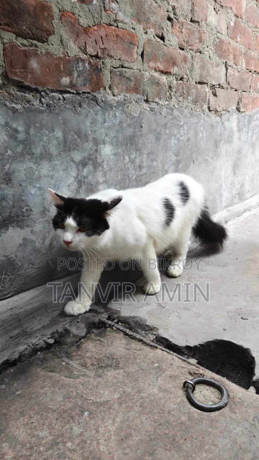 ১+ বছরের নারী মিক্সড ব্রিড পার্সিয়ান