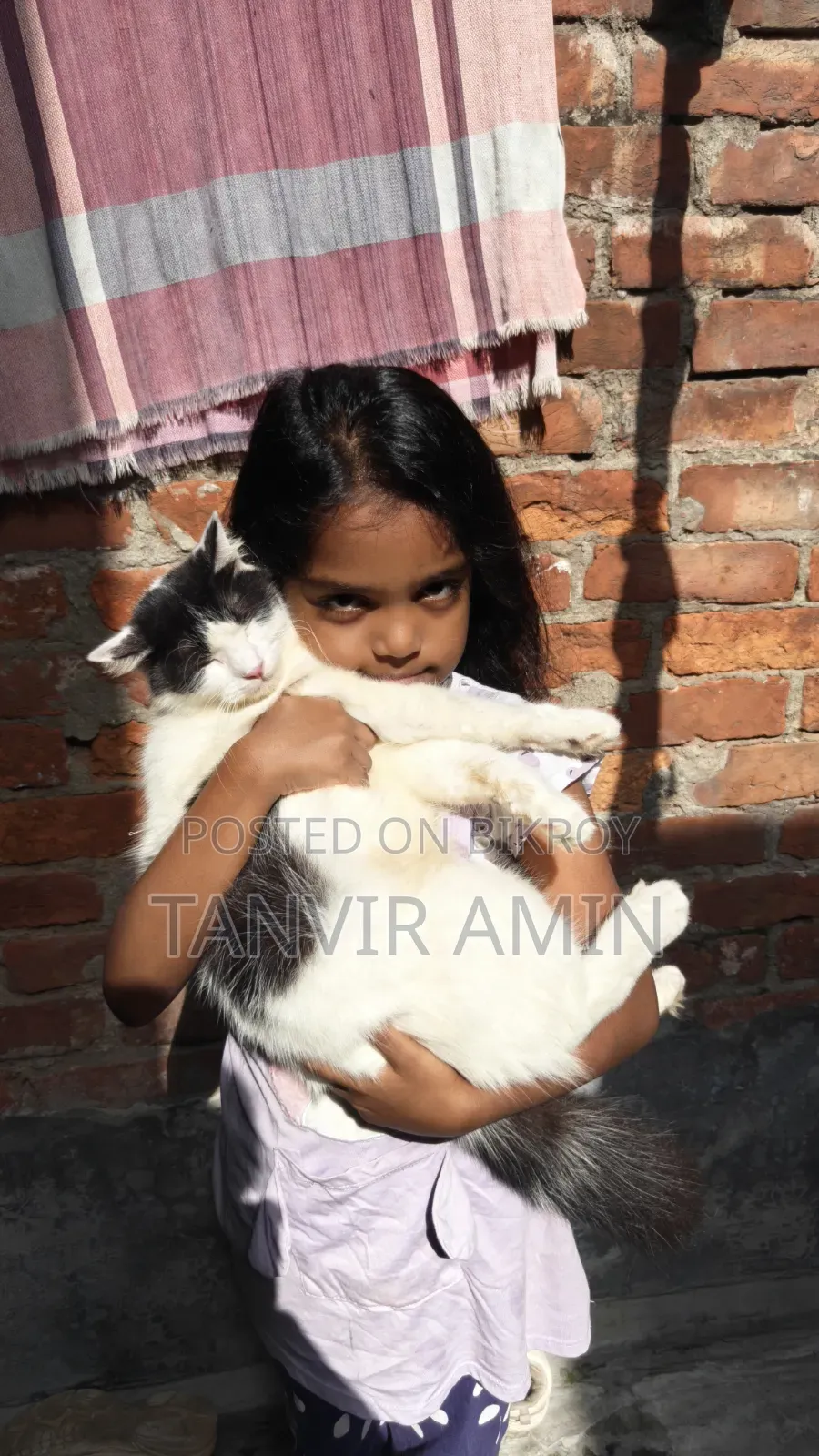 ১+ বছরের নারী মিক্সড ব্রিড পার্সিয়ান