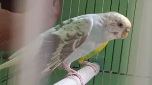 বাজিগর পাখি