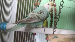 বাজিগর পাখি