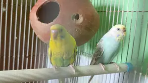 বাজিগর পাখি
