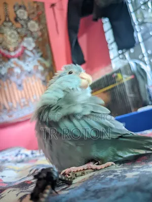 বুলু ফিমেল ফরপাস রানিক ডিম বাচ্চা করসে