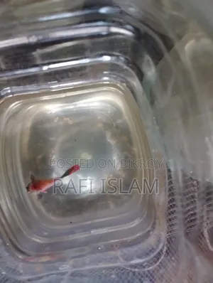 Half Moon Betta 2"