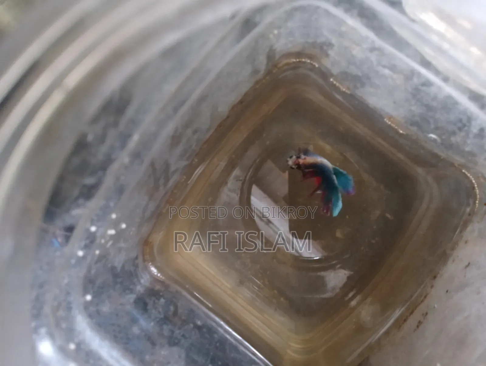 Half Moon Betta 2"