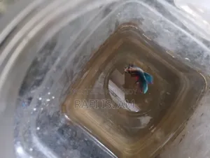 Half Moon Betta 2"