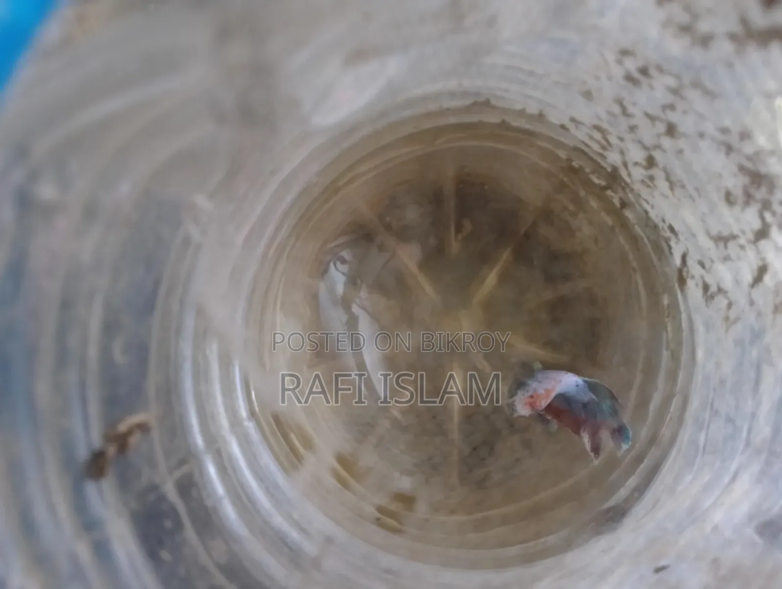 Half Moon Betta 2"