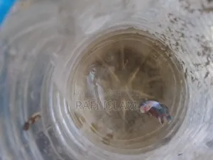 Half Moon Betta 2"