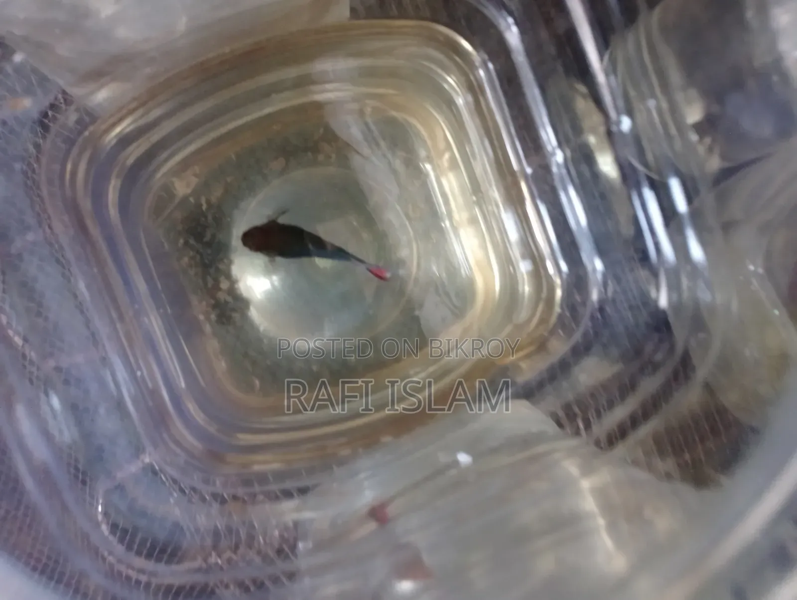 Half Moon Betta 2"